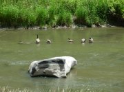 Summer '06 Sunriver 402 